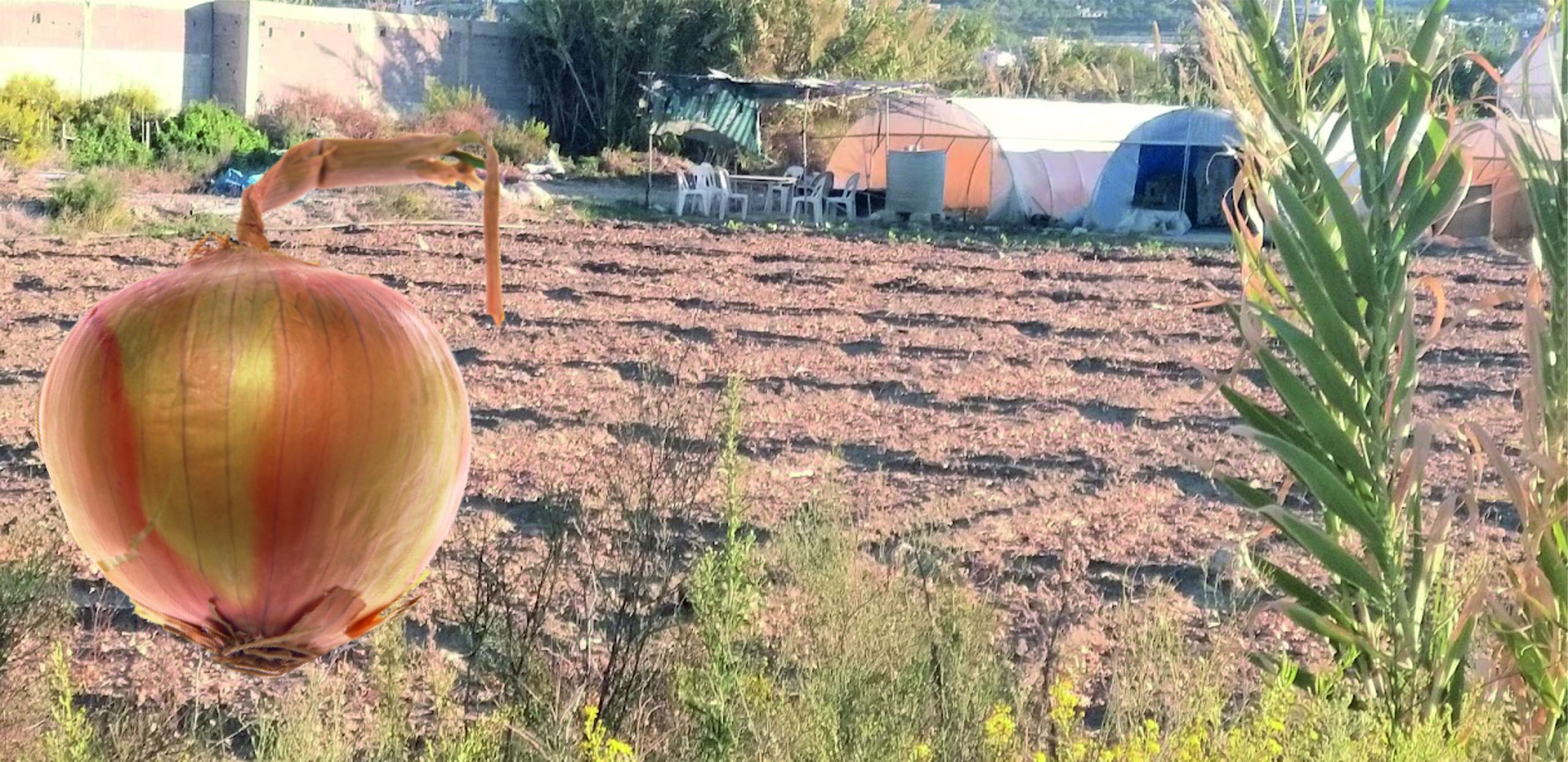 ÇİFTÇİ, TARLALARI SOĞAN EKTİ