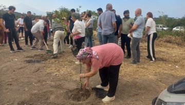 Samandağ Kurtderesi’nde Direniş: SÖKÜLEN AĞAÇLARIN YERİNE FİDANLAR DİKİLDİ