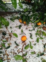 Hatay’da dolu afeti: NARENCİYE VE MAYDANOZ ÜRETİCİSİ KAN AĞLIYOR!