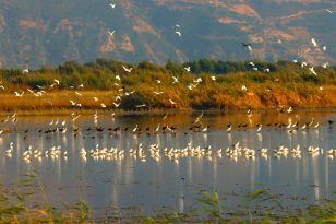 MİLLEYHA, SADECE BİR SULAK ALAN DEĞİL, BİR DİRENİŞİN SEMBOLÜDÜR